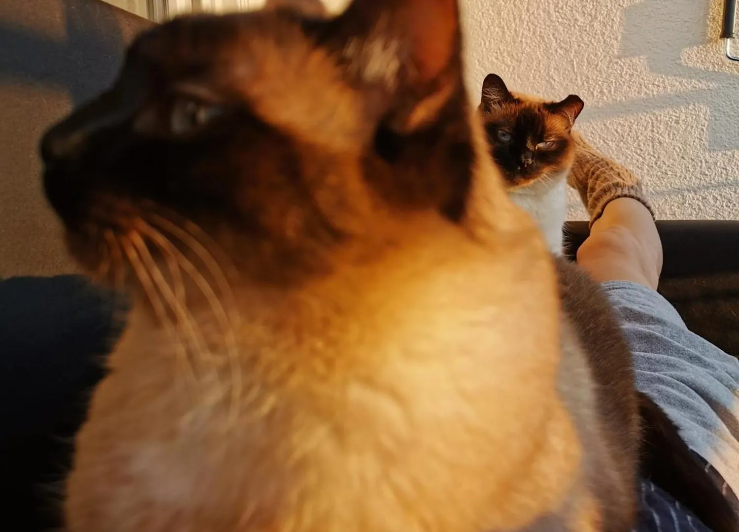 Separate Privat Room In Shared Apartment With 2 Cats And 1 Person Dusseldorf