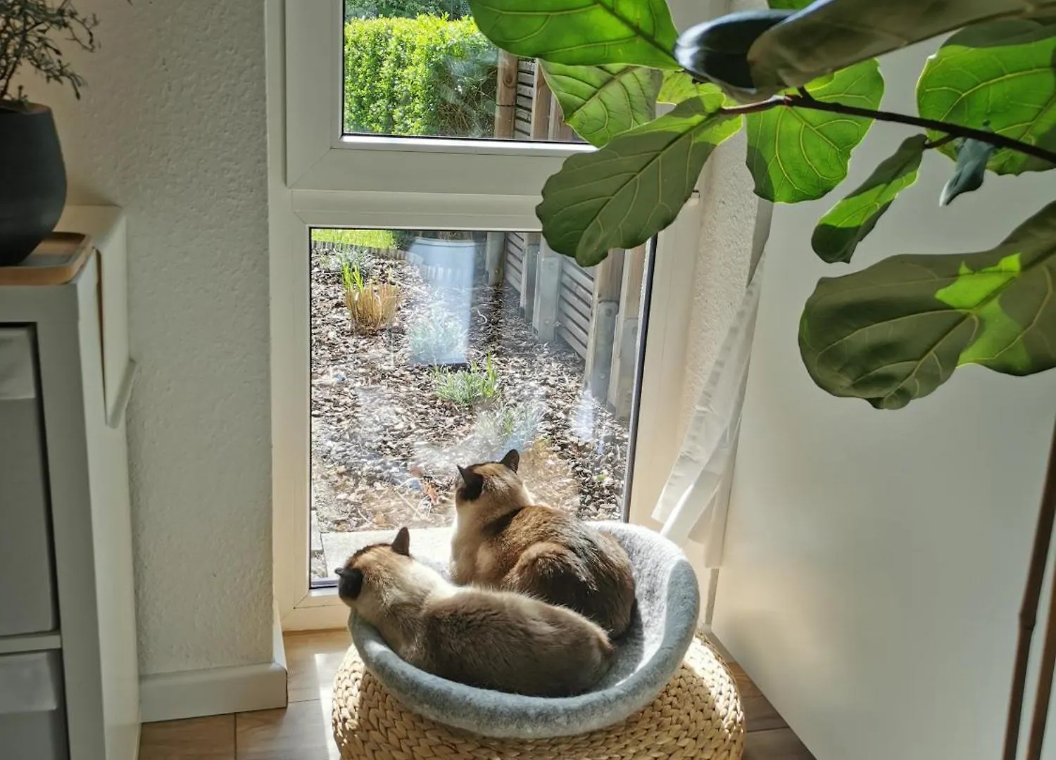 Separate Privat Room In Shared Apartment With 2 Cats And 1 Person Dusseldorf
